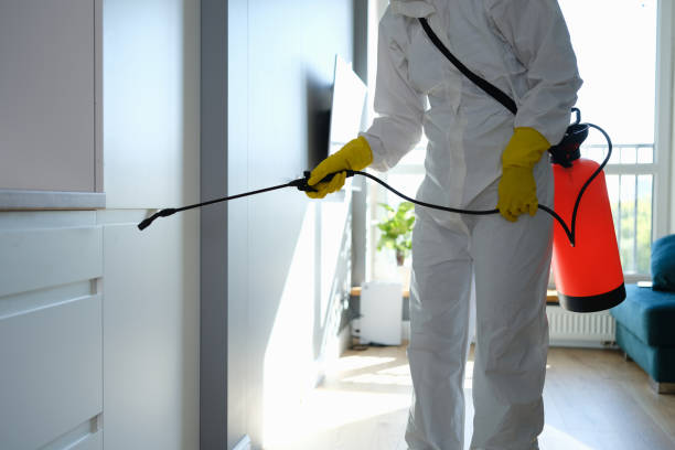 Best Basement Mold Removal  in Forest City, FL