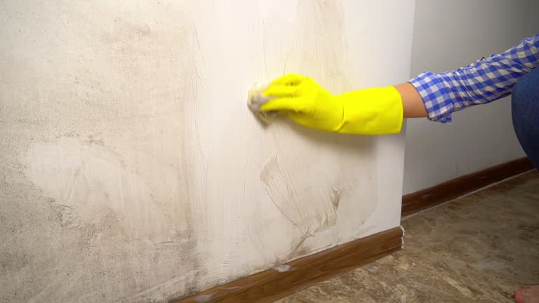 Best Attic Mold Removal  in Forest City, FL